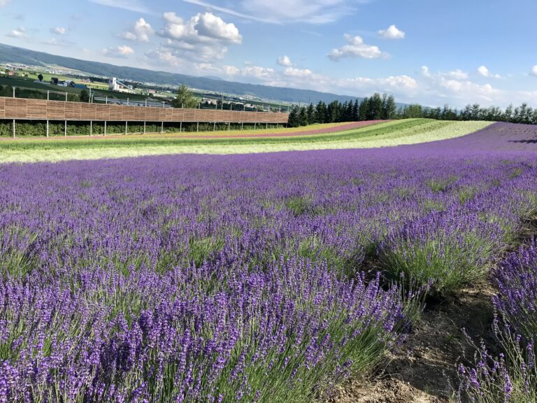 夏の北海道旅行！！！富良野・美瑛・十勝編 | 料理と映画とひとり旅